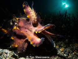 Flamboyant Cuttlefish by Tim Steenssens 
